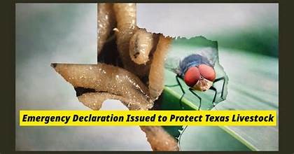 Screwworms in Texas Updates